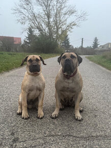 Predam krasne steniatko Kanarska Doga / Presa Canario s PP - 2