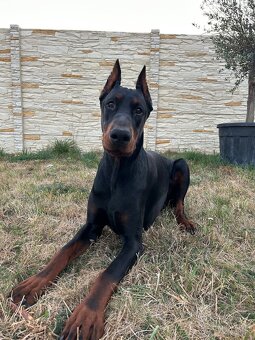 Doberman na krytie - 2