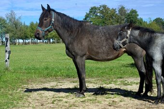 Homozygotná roan quarter horse kobyla - 2