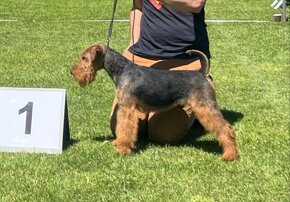 Welshterrier - 2