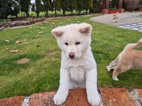 Akita Inu - 2