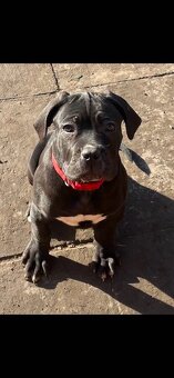 NAPREDAJ CANE CORSO S PP - 2