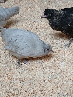 Ameraucana čierna, levanduľová Araucana kuriatka - 2