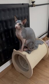 Sphynx - 2