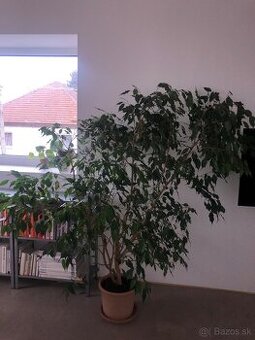 Veľký 170cm Fikus Benjamín, ficus benjamina - 2