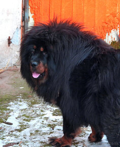 Tibetská doga - šteniatka s PP - 2