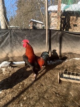 Leghorn, Australorpka, Marans medenokrky kohút - 2