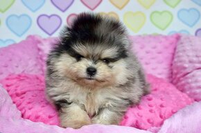 Pomeranian s PP blue Merle tan bear - 2