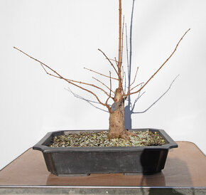 bonsai, bonsaj Javor Poľný - 2