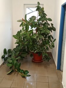 Ficus - 2