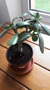 Crassula Ovata - tučnolist, Strom peňazí - 7 Eur (č. 6) - 2