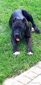 Cane Corso s PP šteniatka - 2