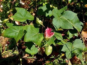 Bavlník bylinný - semená - Gossypium herbaceum - 2