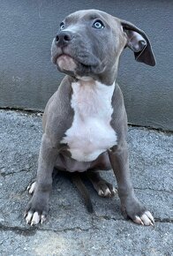 American bully s PP (Luna) - 2