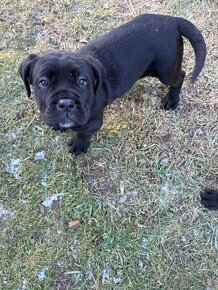 Predám šteniatka Cane Corso - 2