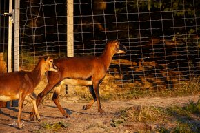 Predám podielovú muflónku 75% Muflón x 25% Kamerúnska ovca - 2