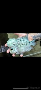 king kamfa blue pearl Flowerhorn samec TOP - 2