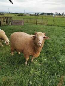 Predám plemenné baran, barany z farmového BIO chovu - 2