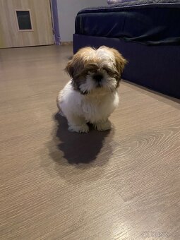 Shih tzu - 2