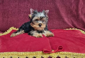 Yorkshire terrier - 2