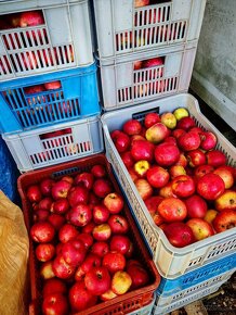 Jablká na kvas 0,25€kg Jonagored so sadu - 2