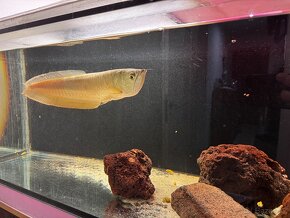 Arowana silver - 2