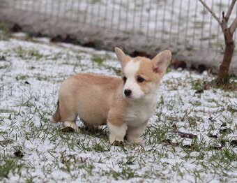 Welsh corgi pembroke sučka - 2