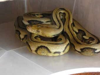 Python molurus/ reticulatus - 2