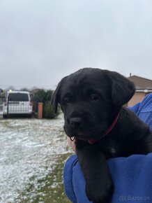 Šteniatko labrador & zlatý retriver - 2