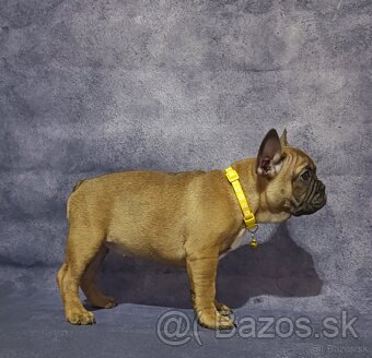 Francúzsky buldoček s PP/French bulldog - 2