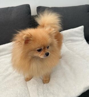 Pomeranian - 2