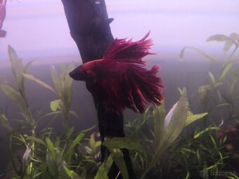 Bojovnica pestrá - Betta splendens - 2