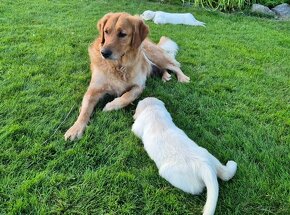 Zlaty retriever - 2