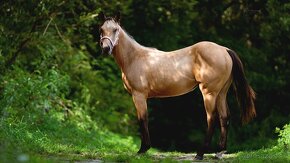 Dvouletá buckskin Quarter Horse klisna, nominace na Futurity - 2