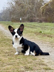 Steniata welsh corgi cardigan. - 2