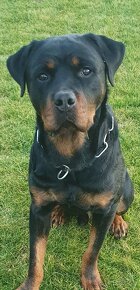 Rotvajler, rtw, Rottweiler - 2