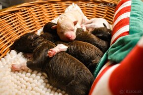 Lagotto Romagnolo s PP - 2