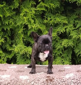 Francúzsky buldoček s PP/French bulldog - 2