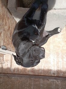 Cane Corso - 2