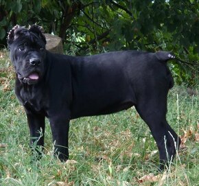 Cane Corso s PP - 2