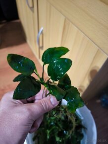 Anubias nana - 2