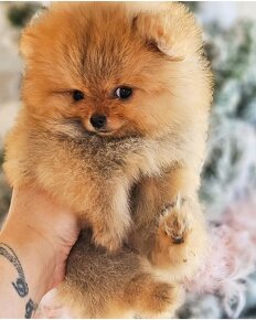 Pomeranian - 2