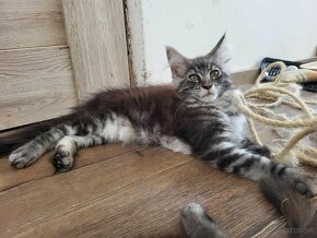 Maine Coon mačička - 2