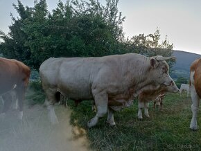 Charolais - 2