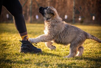 Kaukazský ovčiak - Kaukazak - Caucasian shepherd dog -FCI PP - 2