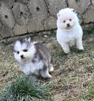 Pomsky / Pomeranian / Husky - 2