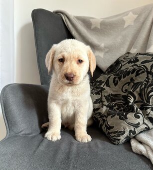 Šteniatka labrador na odber - 2