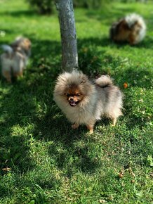 Pomeranian - 2