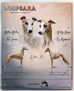 Whippet / vipet - 2