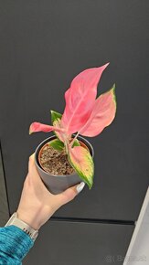 Aglaonema pink star - nadherna unikatna izbova rastlina - 2